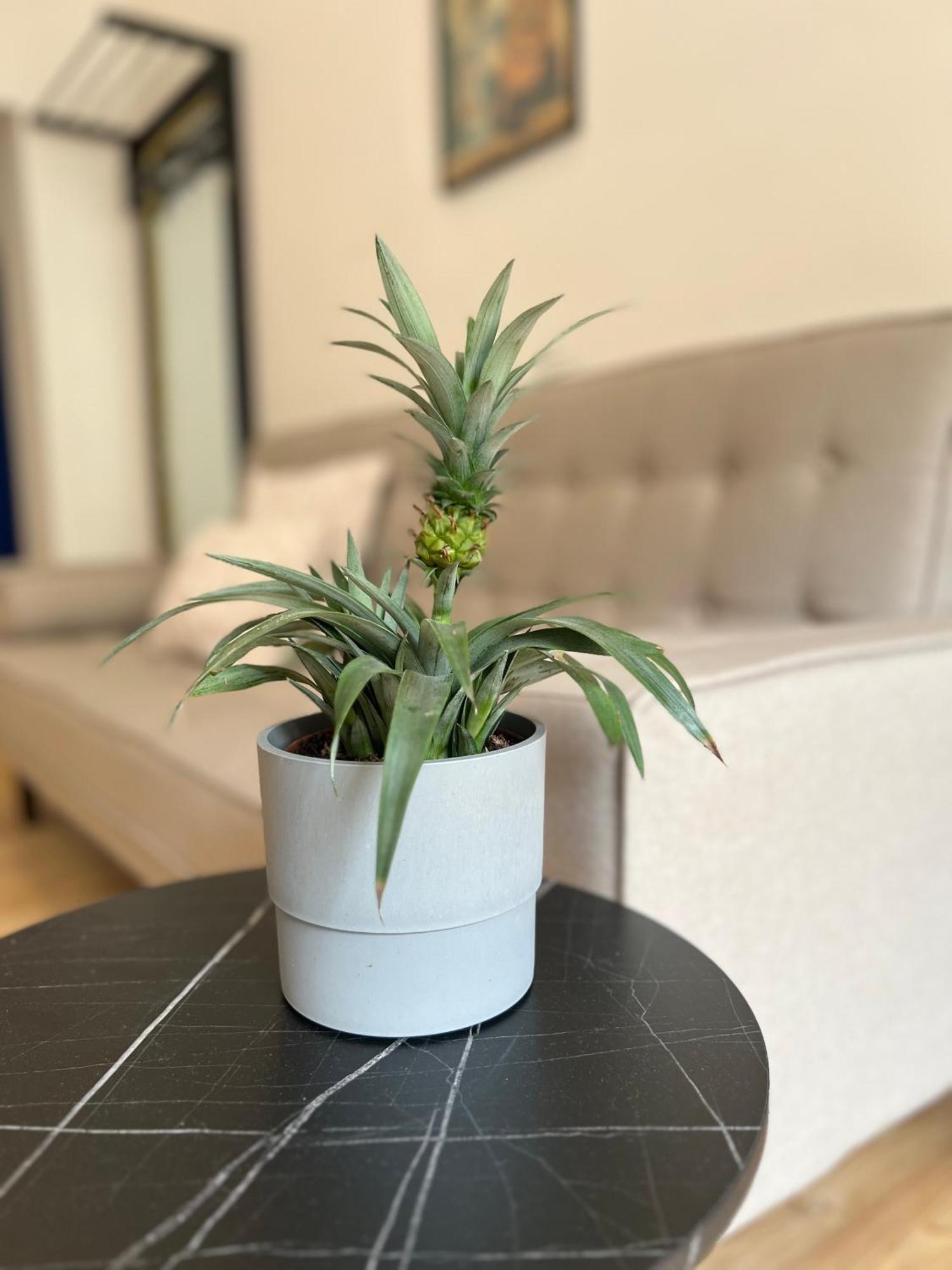 Modern Stay I Cosy & Central Apartments Coblence Extérieur photo